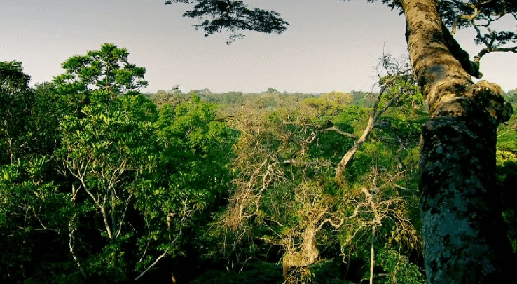 Cote d'Ivoire National Forest
