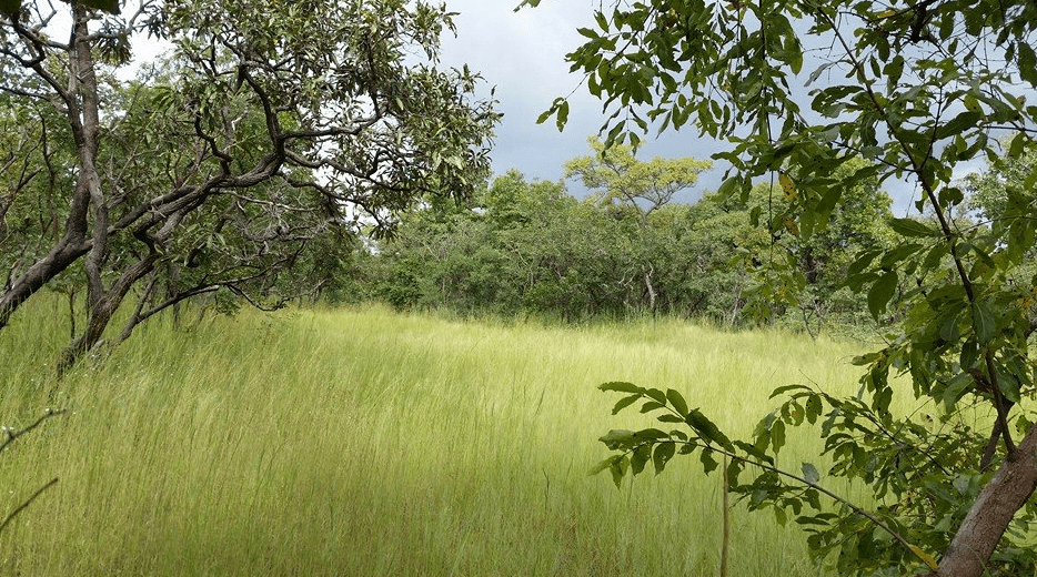Cote d'Ivoire National Park