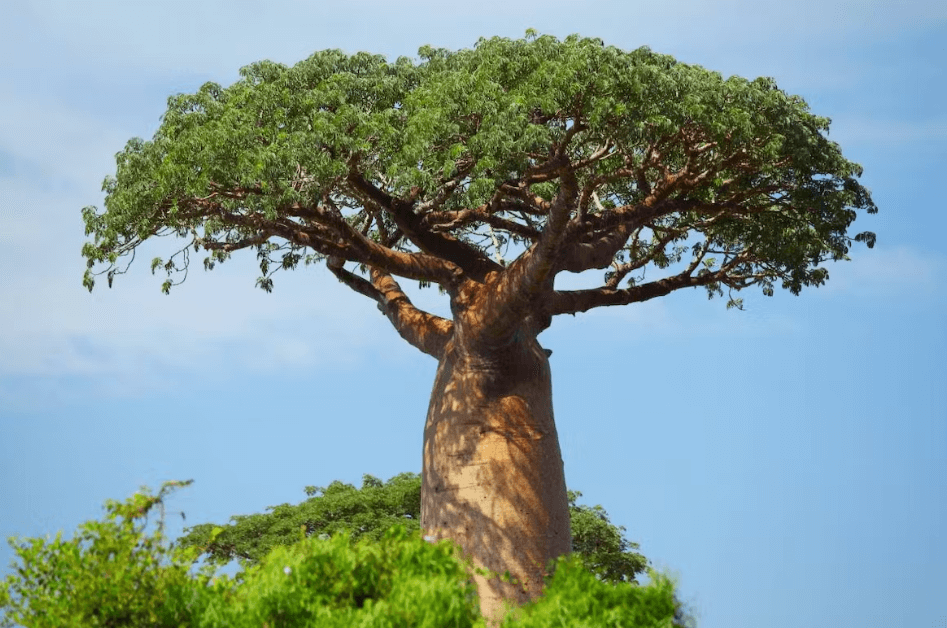Cote d'Ivoire National Tree