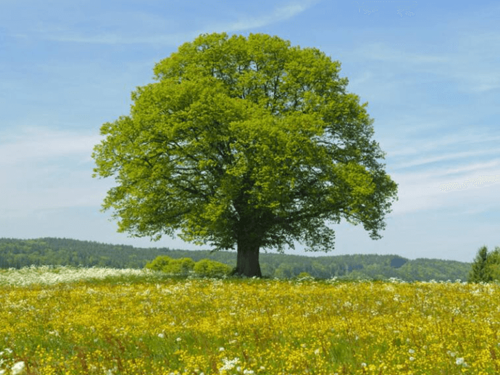 Czech Republic National Tree