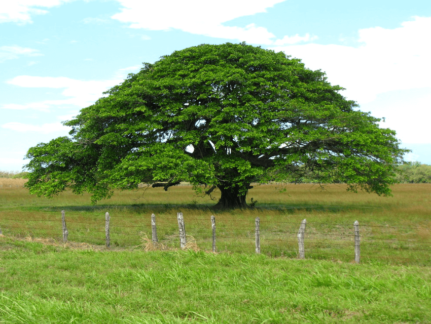 Costa Rica National Tree