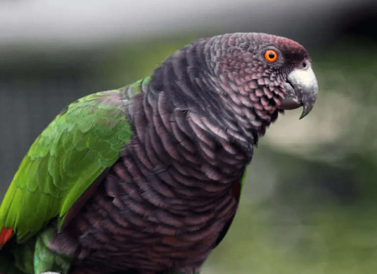 Dominica National Animal