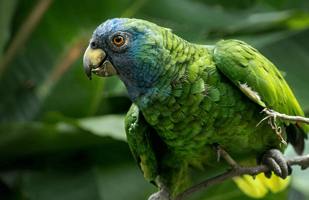 Dominica National Bird