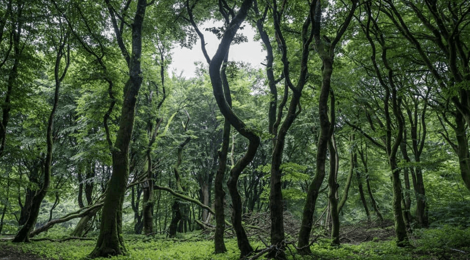 Denmark National Forest
