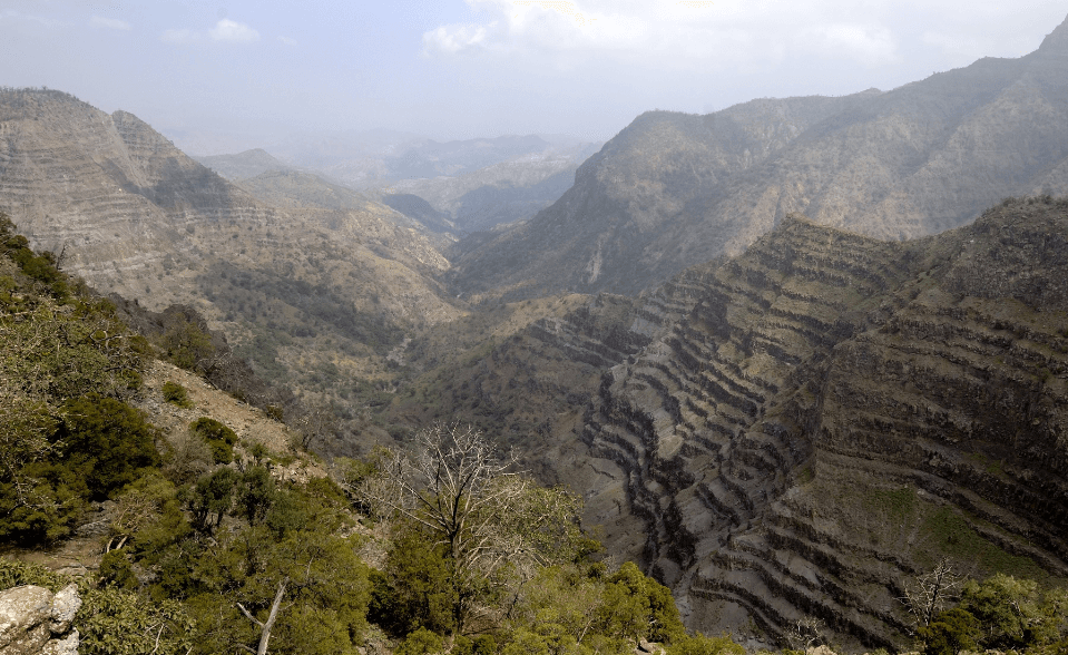 Djibouti National Forest