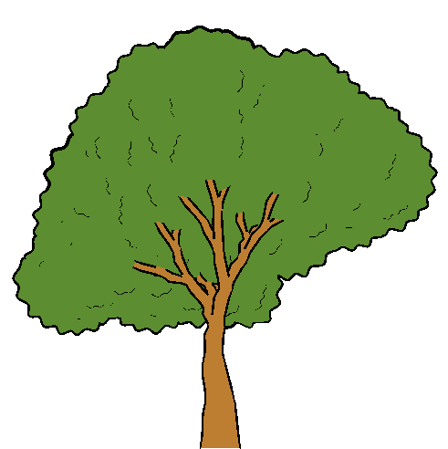 Djibouti National Tree