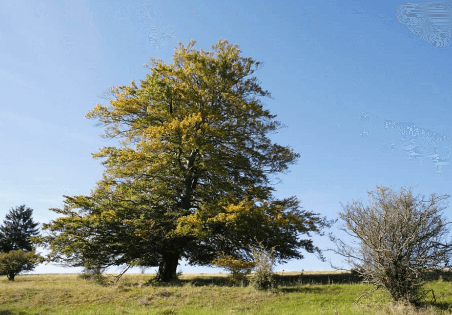 Denmark National Tree