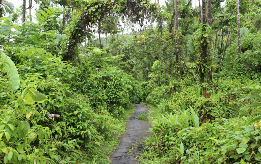 Dominican Republic National Forest
