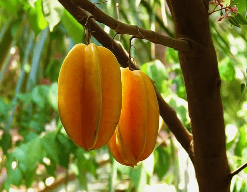 Dominica National Fruit