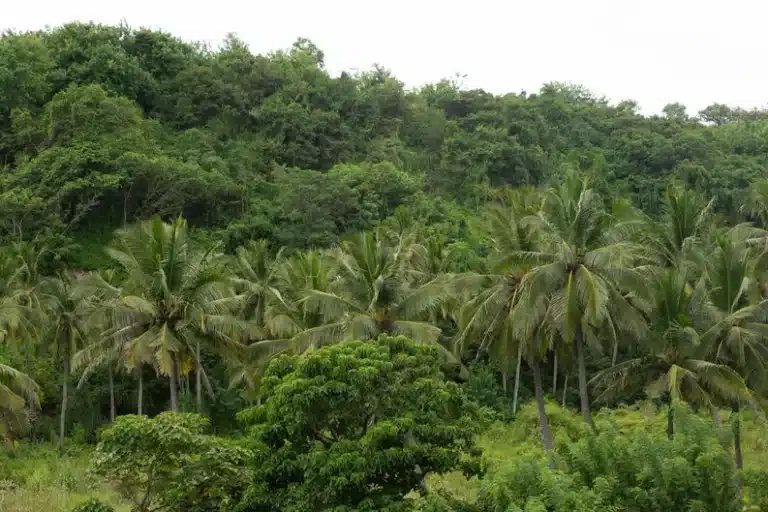 Ecuador National Forest