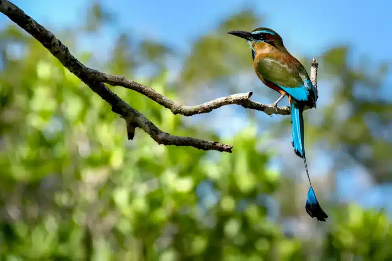 El Salvador National Bird